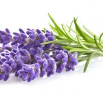 lavanda