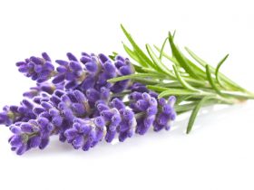 lavanda