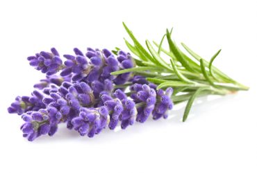 lavanda