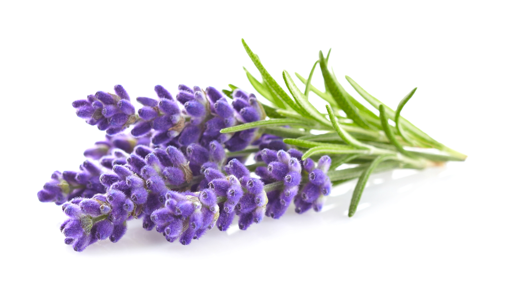 lavanda