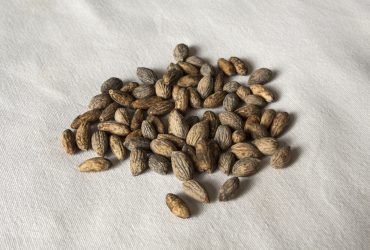 zeytun çəyirdəyi tumu